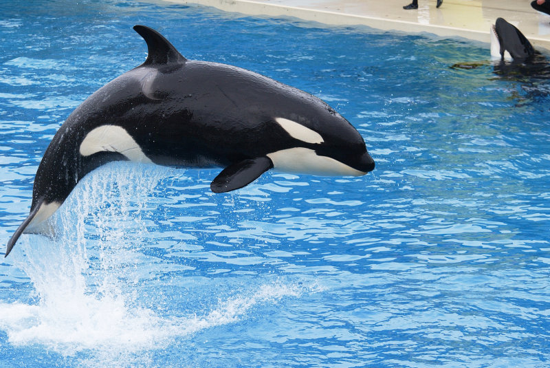 San Diego Seaworld - Orca