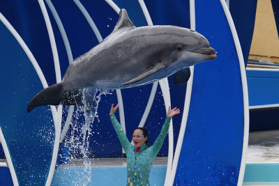 San Diego Seaworld - Dolphin