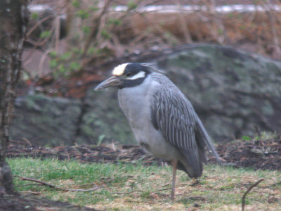 Yellow-crowned Night-heron (Nyctanassa violacea)