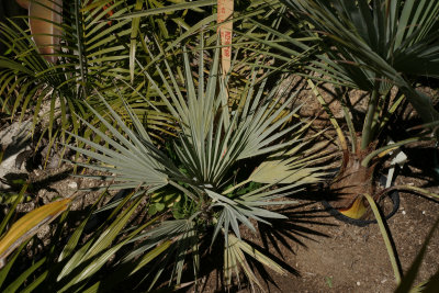 Brahea elegans
