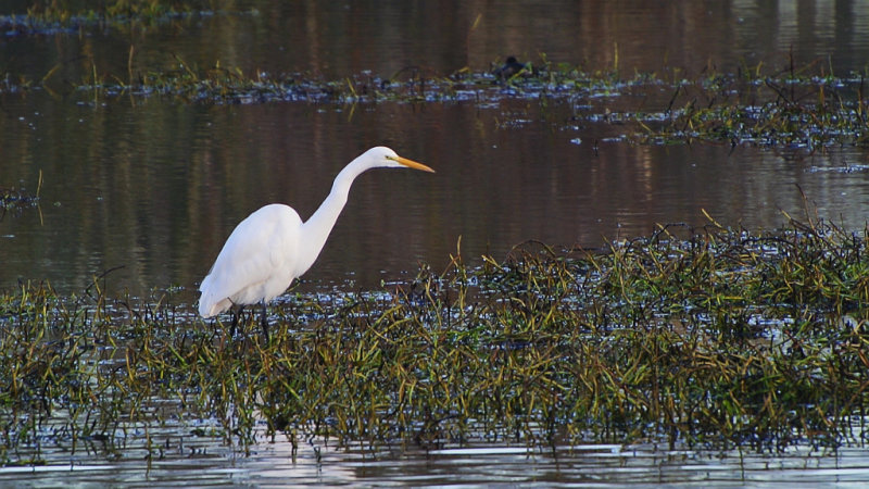 White egret