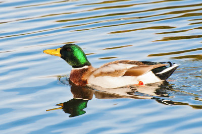 Mallard Duck