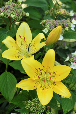 Yellow lilies & some hydrangea flower