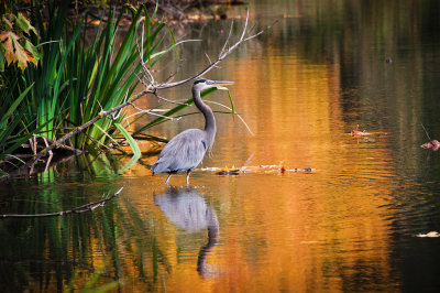 Golden reflection of a great blue heron