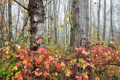 Fog & autumn colors