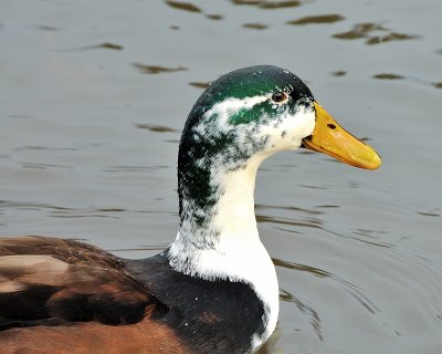 Some kind of duck