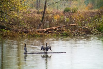 Two cormorant on a rainy day