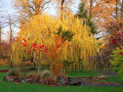 Weeping willow & autumn colors