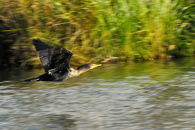 Fast moving cormorant