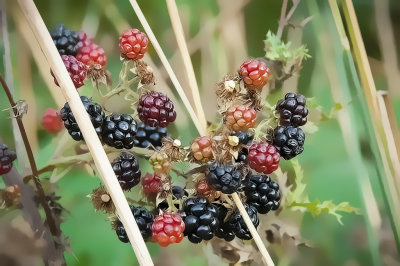 blackberries