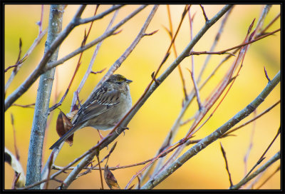 Gold crown sparrow