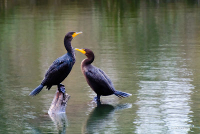 Two Cormorant