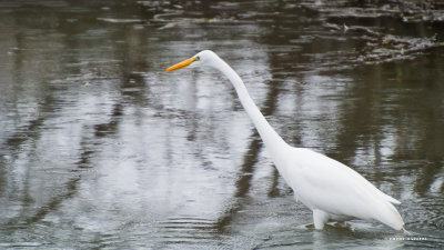 Great white egret