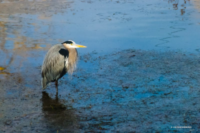 Great blue heron