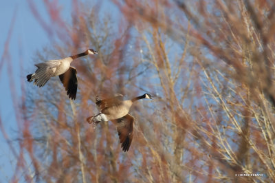 Canadian geese