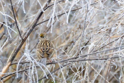 Gold crown sparrow on a frosty day