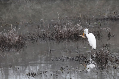 Egret with fish