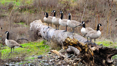 Getting the troops in line