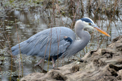 Great Blue Heron