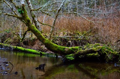 Alsea creek