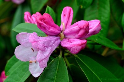 Rhododendron