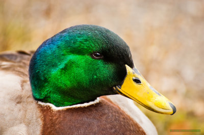 Mallard duck face