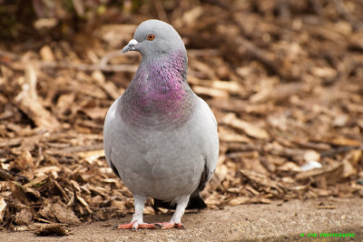 Pigeon