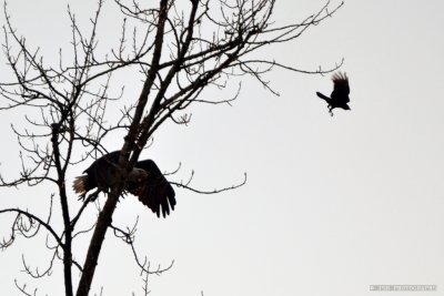 Eagle & Crow