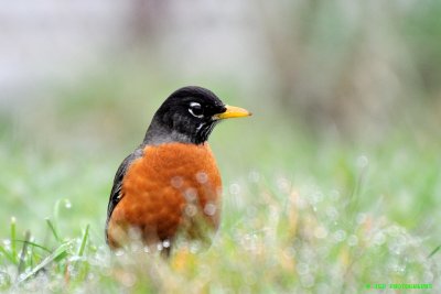 American Robin