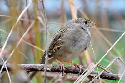 Gold crown sparrow