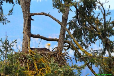 Skinner butte eagle nest