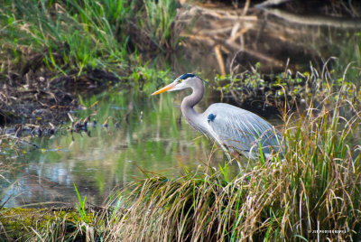 Great Blue Heron