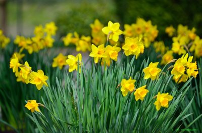 Daffodils