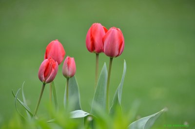 Red tulips