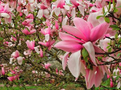 Magnolia tree