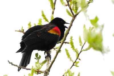 Red wing black bird