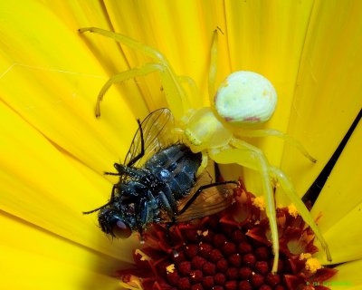 Yellow crab spider
