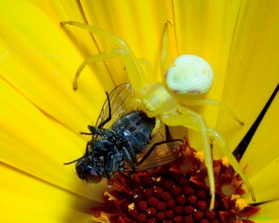 Yellow crab spider