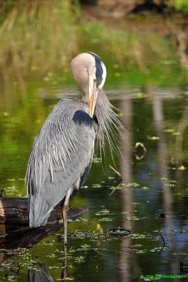 Great blue heron