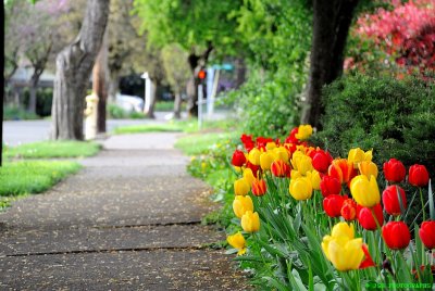 Tulip sidewalk 