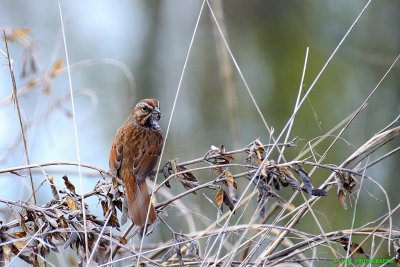 Song Sparrow