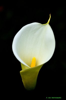 Calla lily