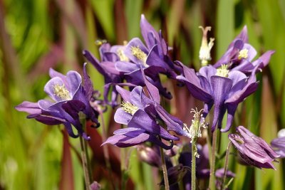 Columbine Flowers