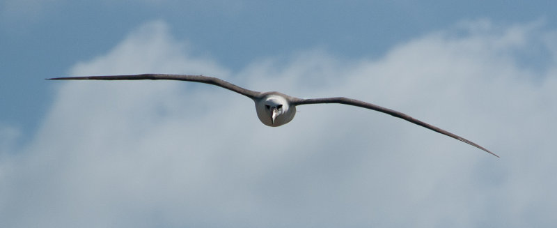 Laysan Albatross
