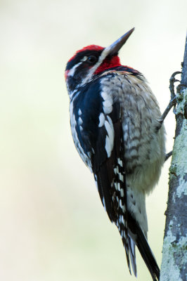 Red-naped Sapsucker