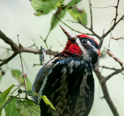 Red-naped Sapsucker