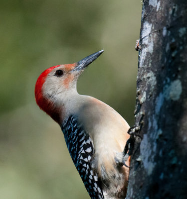 Red-bellied Woodpecker