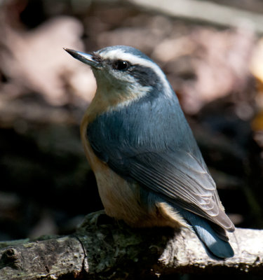 Red-breasted Nuthatch