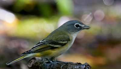 Blue-headed Vireo