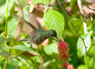 Broad-Billed Hummingbird